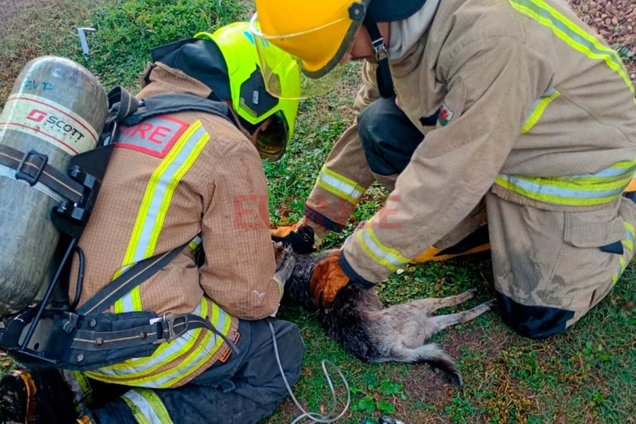 Salvaron la vida a un perro tras incendio en Paraná (foto Bomberos Voluntarios de Paraná)