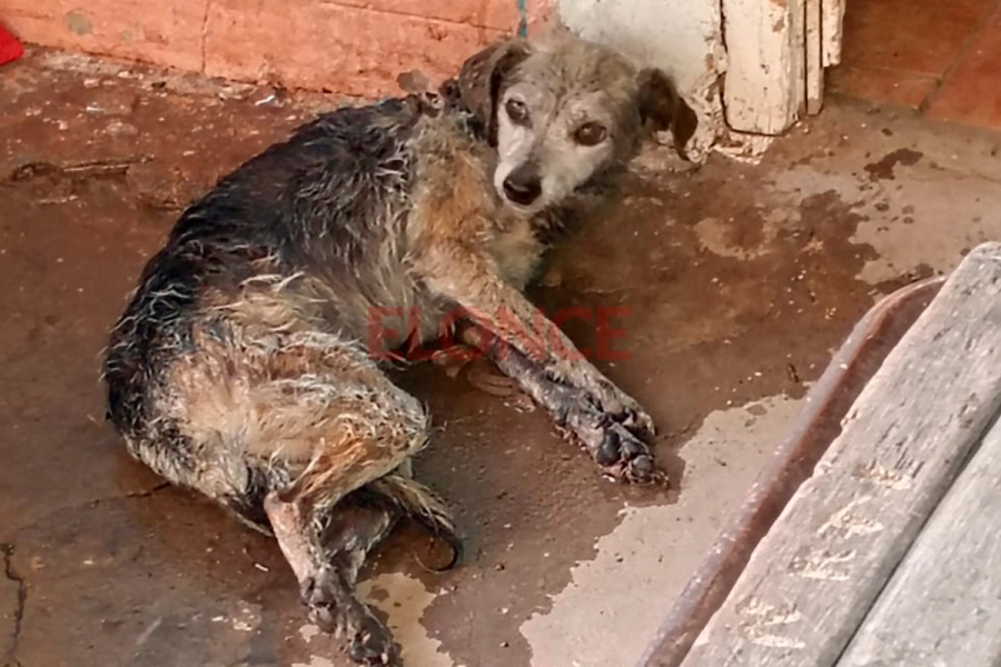 El perrito rescatado en el siniestro (foto Bomberos Voluntarios de Paraná)