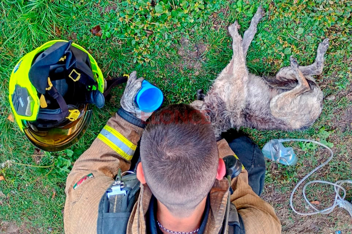 Bomberos salvaron la vida a un perro en Paraná Bomberos salvaron la vida a un perro en Paraná