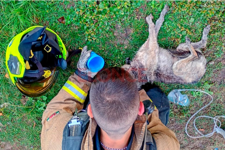 Bomberos salvaron la vida a un perro tras incendio en Paraná: lo reanimaron durante 30 minutos