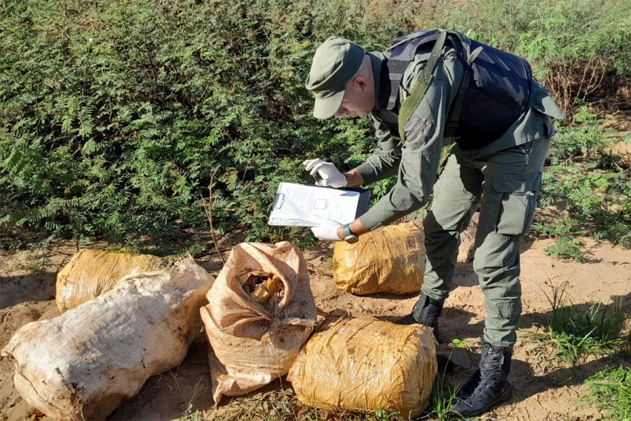 Marihuana incautada en Misiones. Gendarmer&iacute;a Nacional