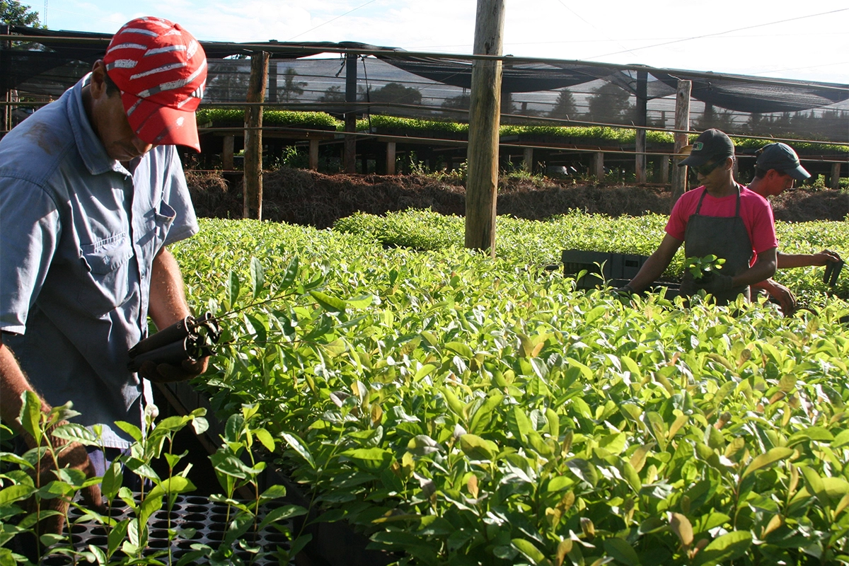 Productores de yerba. Productores de yerba.