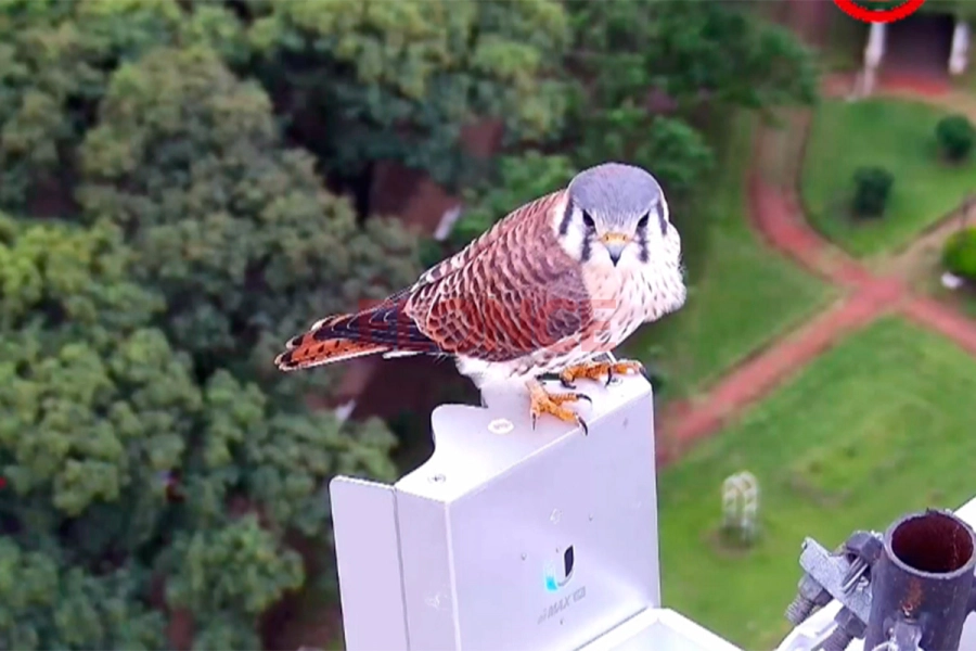 Un halconcito colorado sorprendi&oacute; en vivo a las c&aacute;maras de Elonce (foto Elonce)