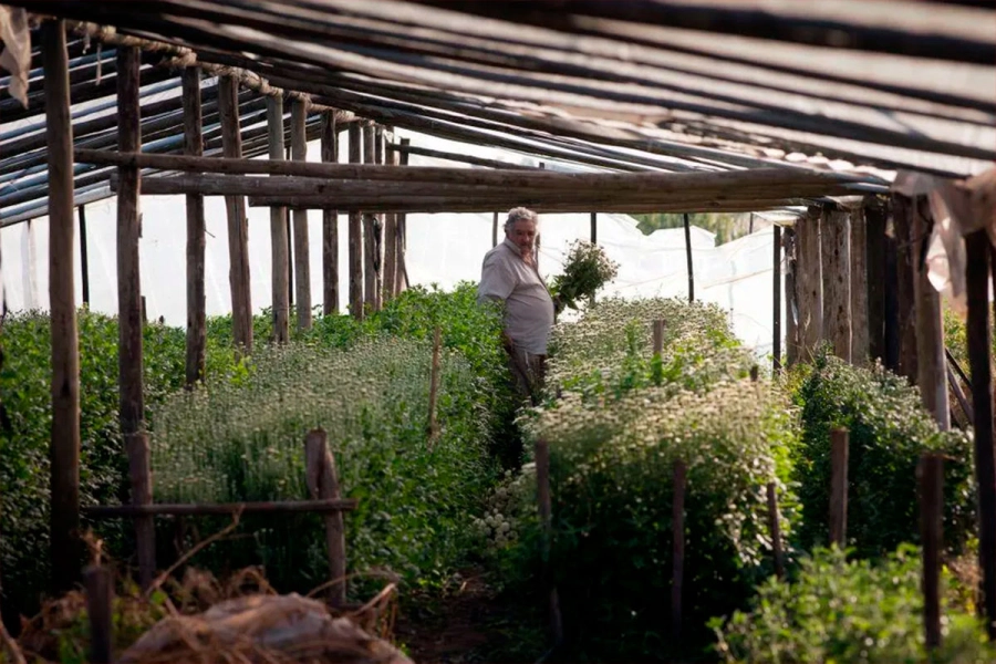 José Mujica con sus plantas. (Getty Images).