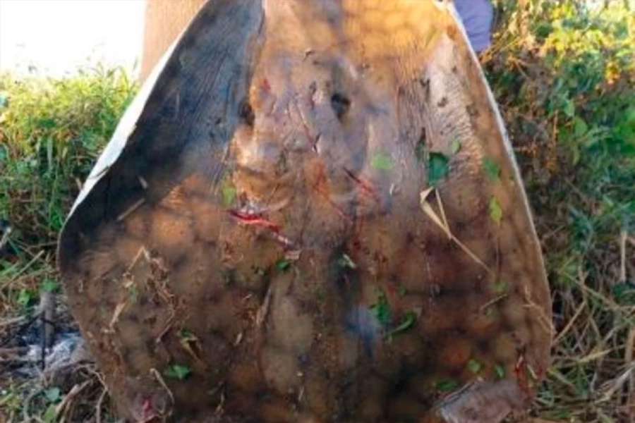 Maximiliano Escobar y V&iacute;ctor Bieri pescaron una raya de 150 kilos. (El Litoral).