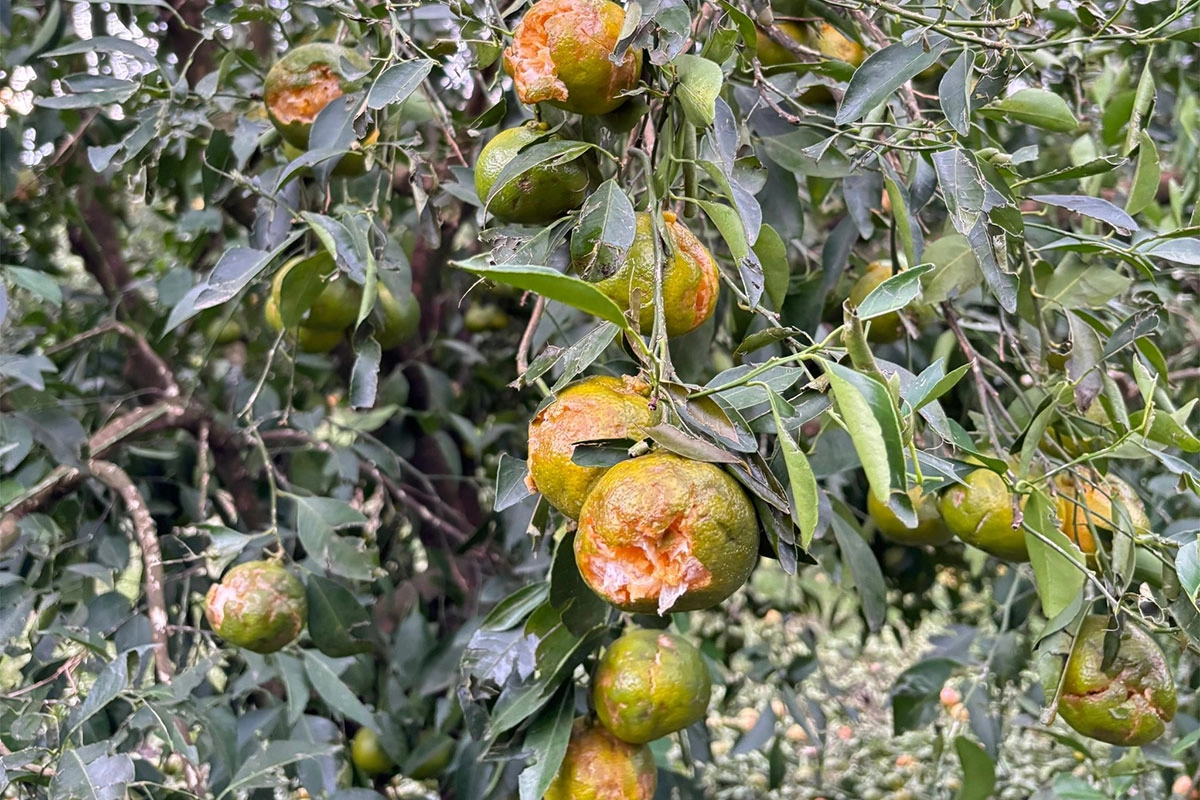 Cítricos afectados por el granizo Cítricos afectados por el granizo