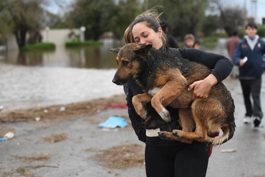 Los animales tambi&eacute;n son v&iacute;ctimas del temporal.