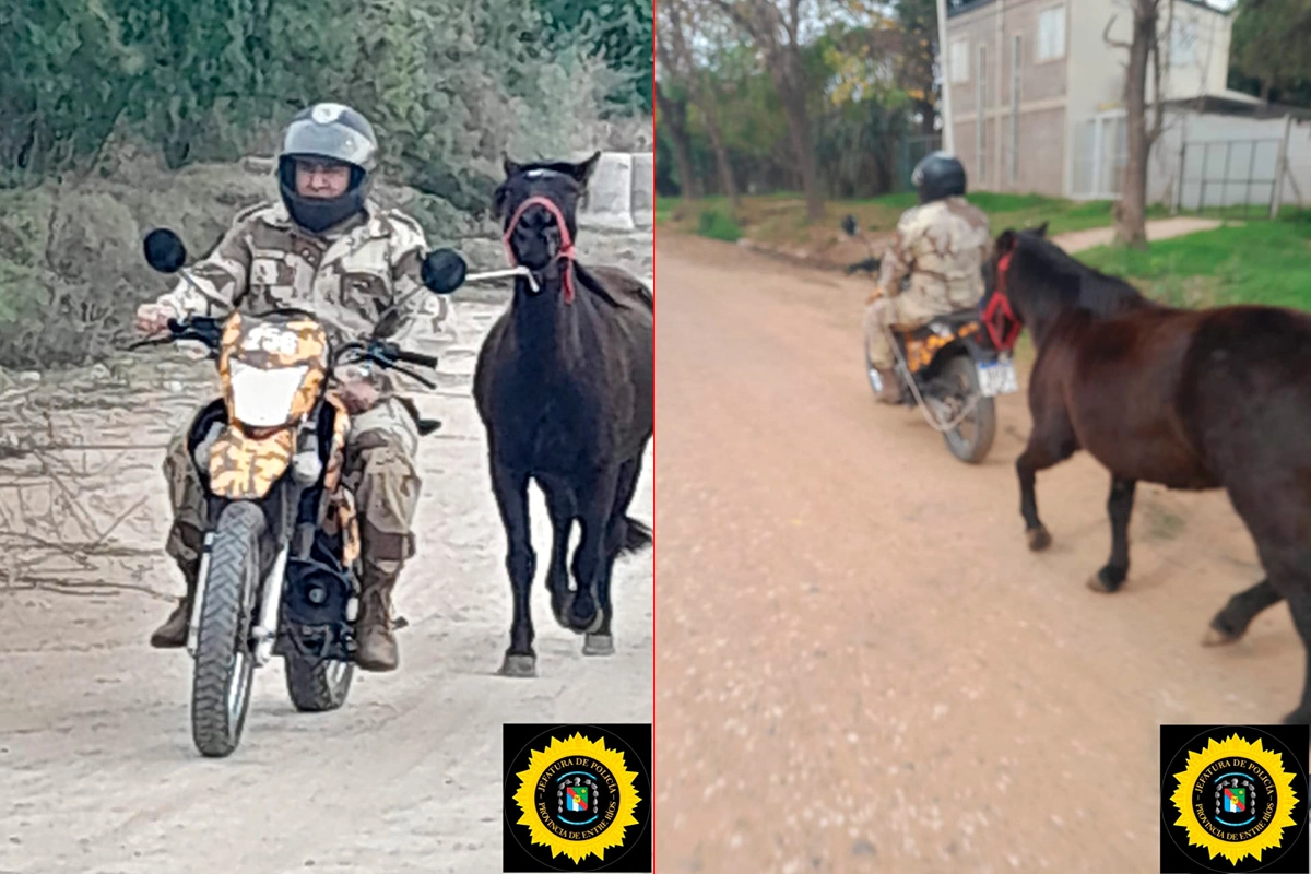 Robo de animales en una quinta de Paraná Robo de animales en una quinta de Paraná