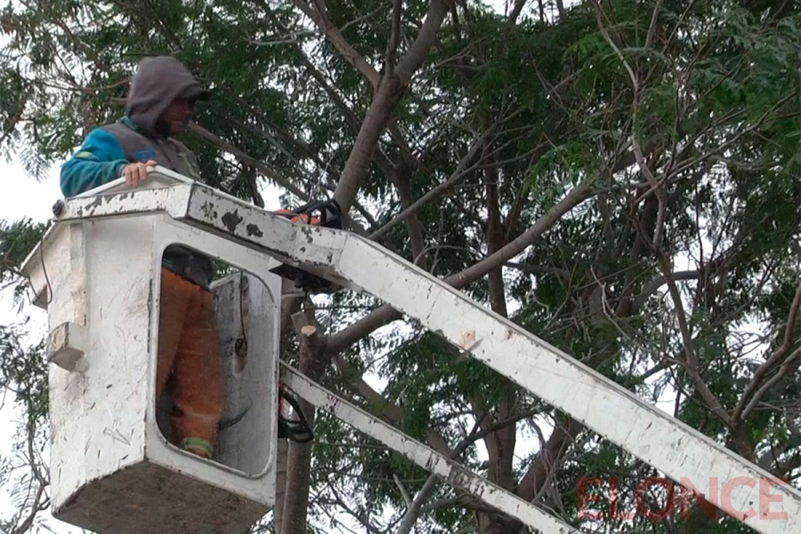 Reforzaron limpieza y poda en Paran&aacute;