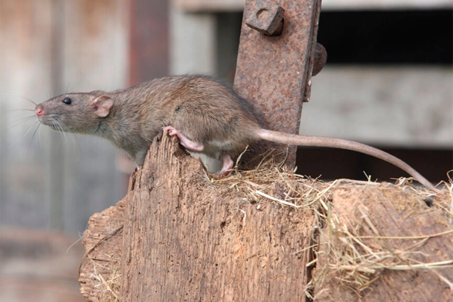Ratas