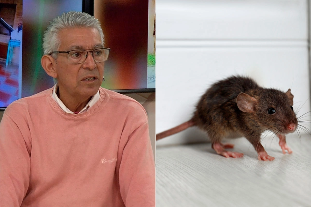 Aumento de las ratas Aumento de las ratas