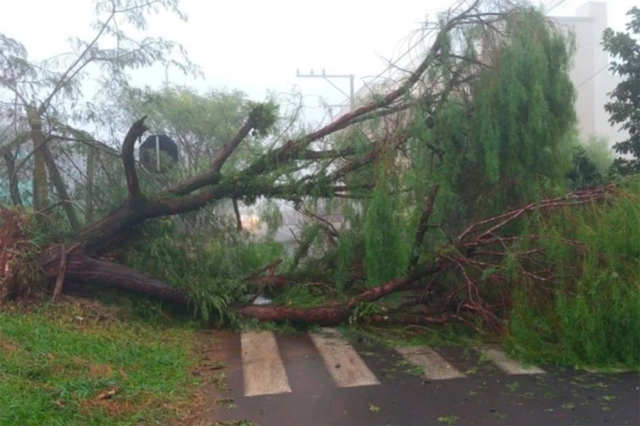 Árboles caídos por tormenta en Brasil. Misiones on line