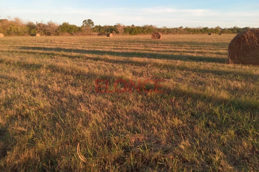 El operativo de búsqueda se amplía con drones térmicos, perros K9 y más de 70 rescatistas, pero aún sin resultados (foto Valeria Gutierrez)