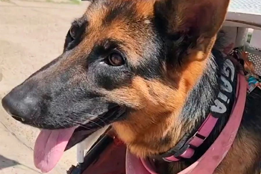 Gaia, es la fiel compa&ntilde;era de Walter