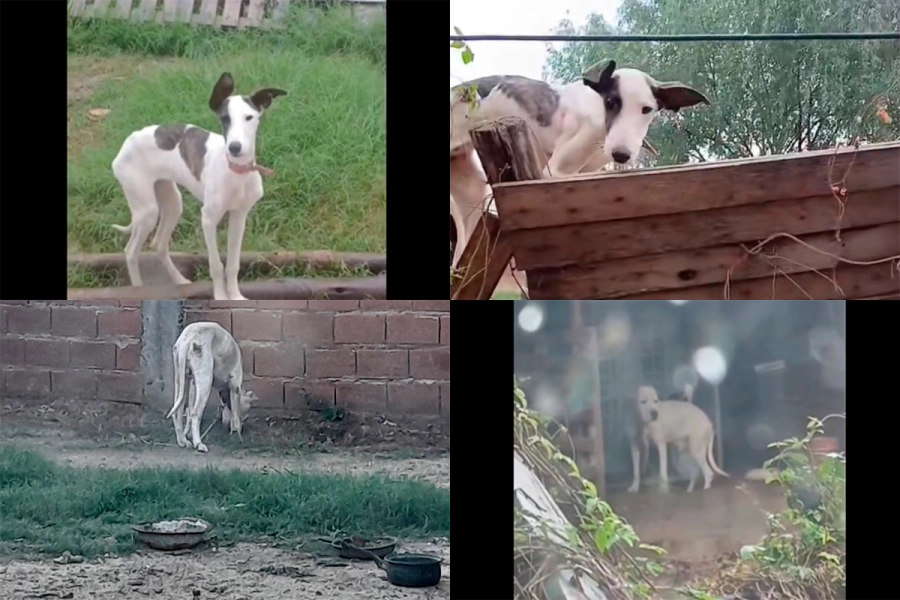 Investigan presunto caso de maltrato animal en Chajar&iacute; (foto Radio City)