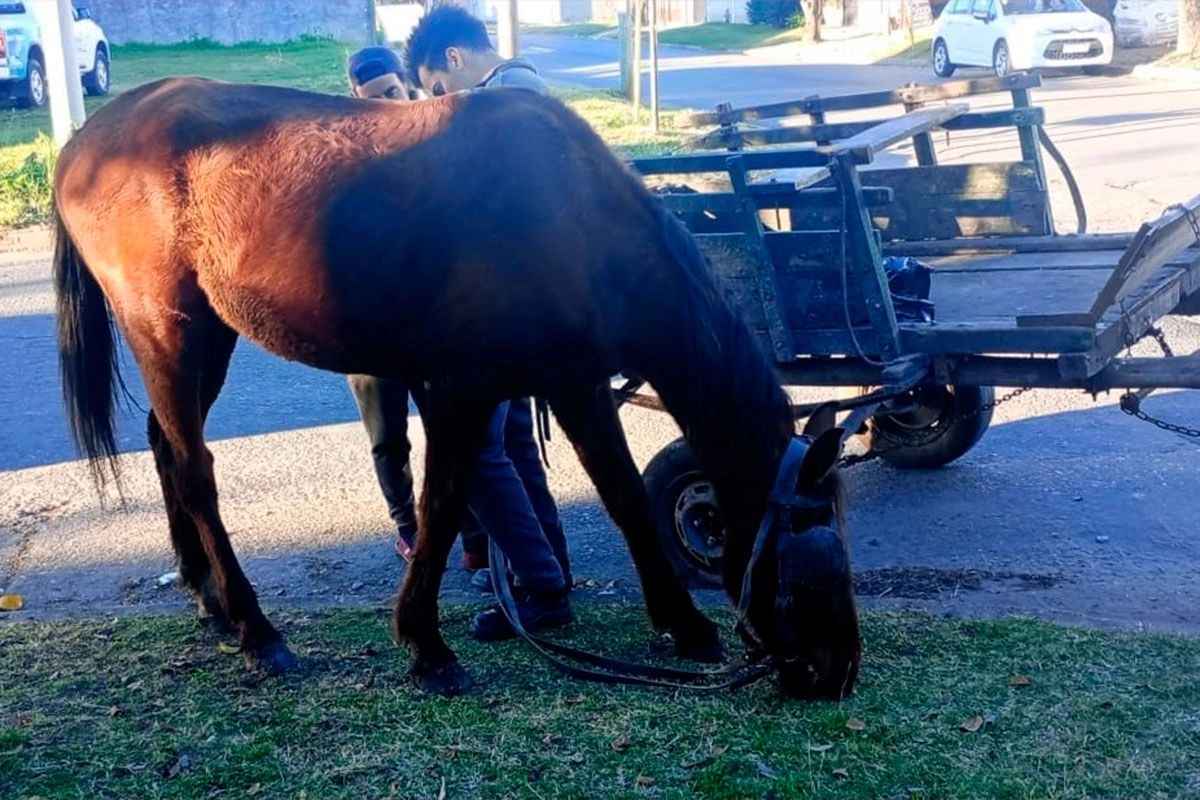 Rescataron un caballo en Paraná. Rescataron un caballo en Paraná.