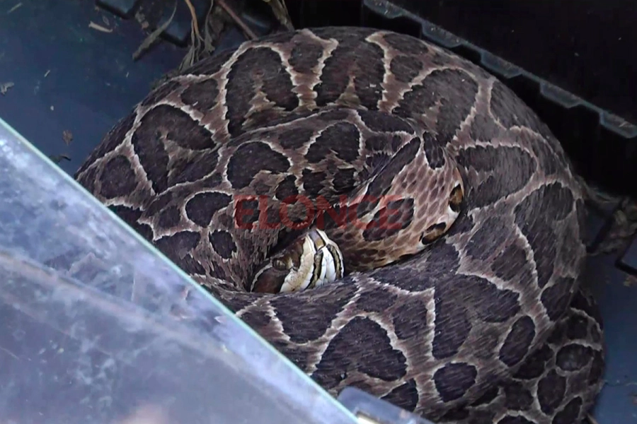 Apareció una yarará en calle Gutiérrez de Paraná (foto Elonce)