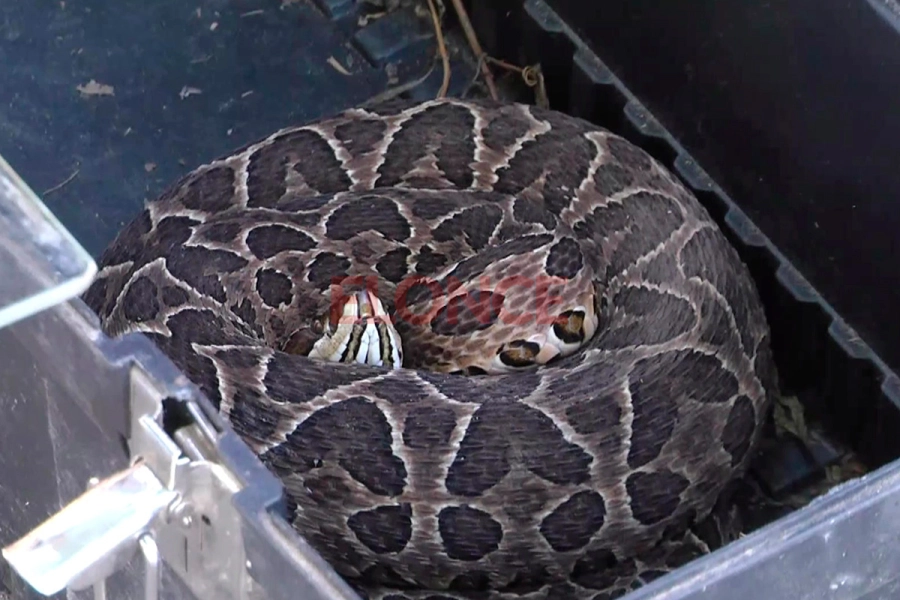 Apareció una yarará en calle Gutiérrez de Paraná (foto Elonce)