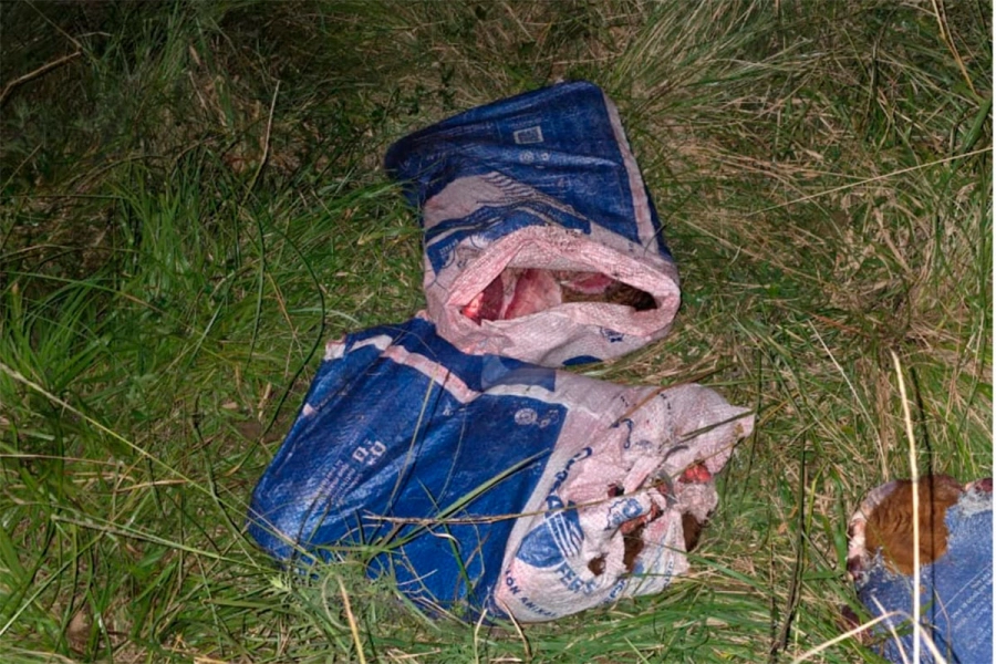 Robaron un ternero, lo faenaron y lo trasladaron en un auto