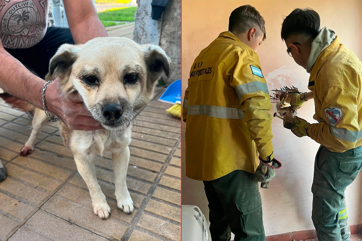 Perro quedó atrapado en una medianera y fue rescatado en Paraná Perro quedó atrapado en una medianera y fue rescatado en Paraná