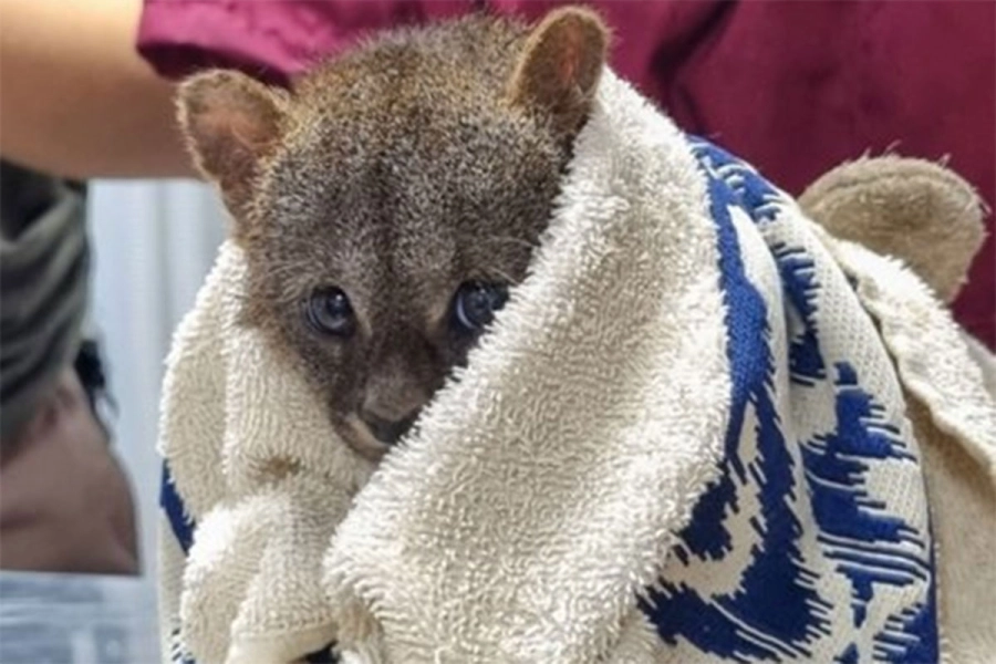 El yaguarund&iacute; rescatado. Centro de Conservaci&oacute;n Aguar&aacute;