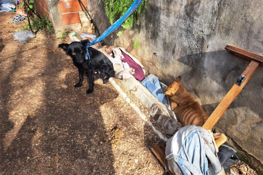 Perros rescatados en Concordia.  Concordia Policiales.