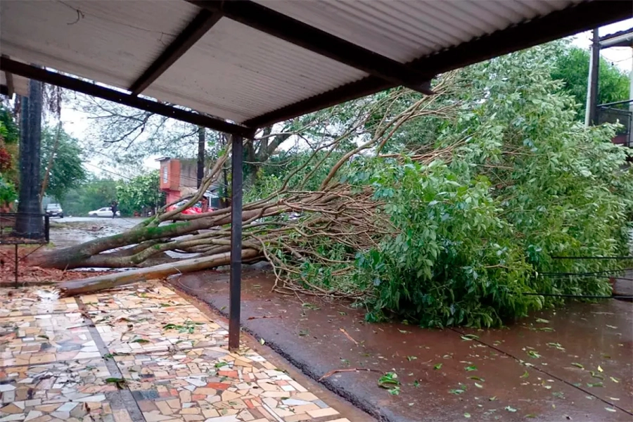 Ca&iacute;da de &aacute;rboles por el temporal en Misiones. El Territorio