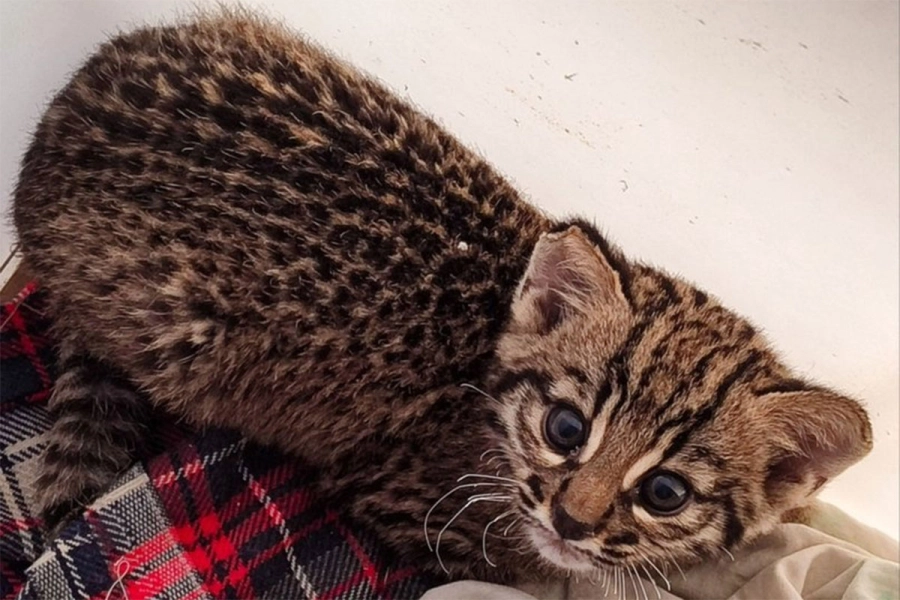 Francesco, el gato montés rehabilitado. Centro de Conservación Aguará