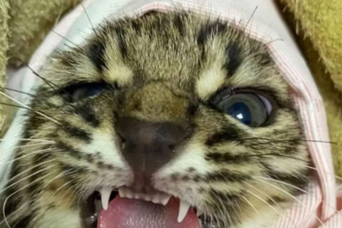 Francesco, el gato montés rehabilitado. Francesco, el gato montés rehabilitado.