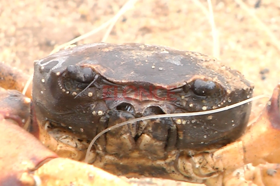 El cangrejo en primer plano. Foto: Elonce.