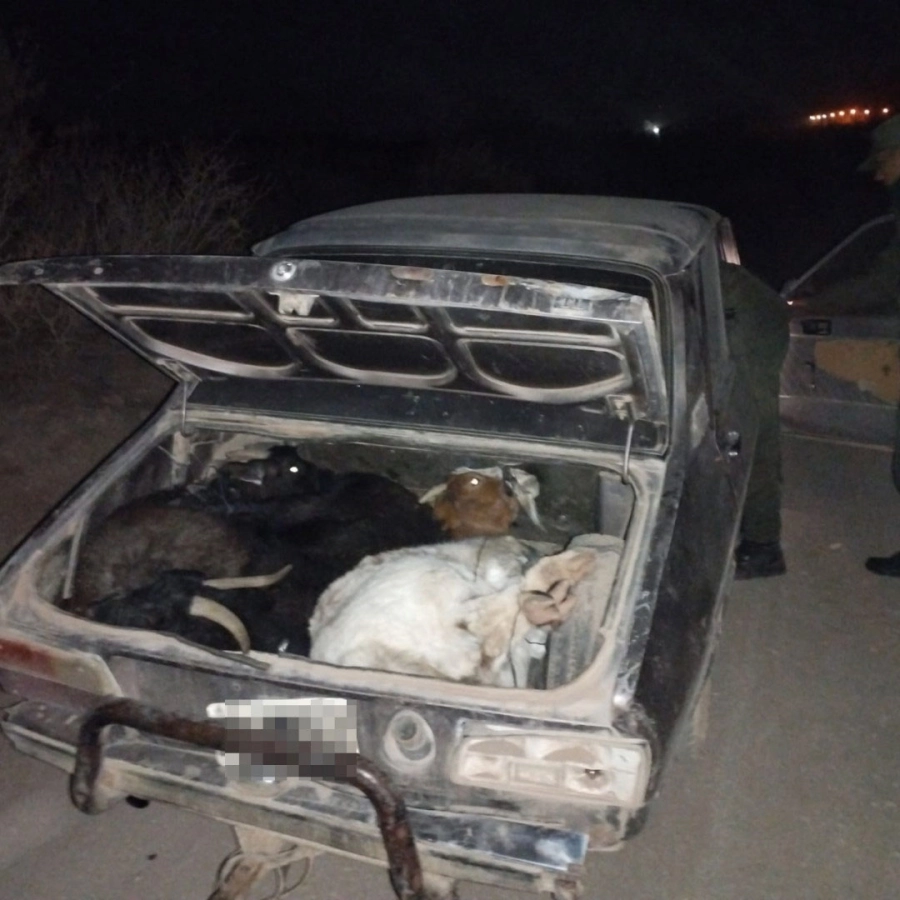 Chivos en el baúl. Gendarmer&iacute;a Nacional