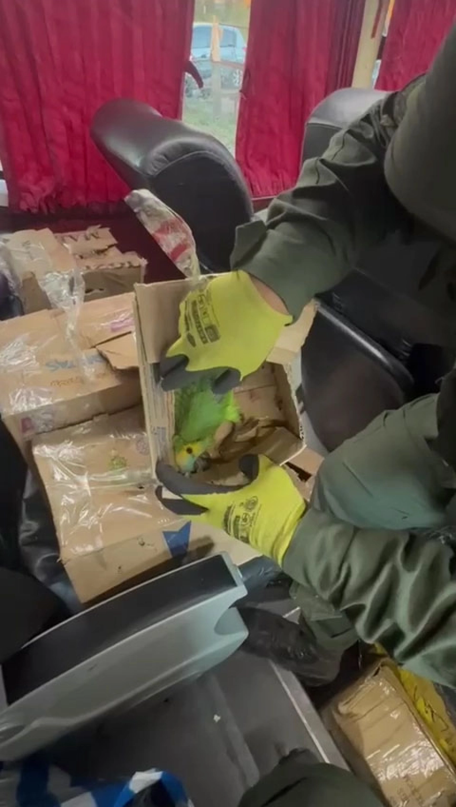Loros hallados por Gendarmer&iacute;a Nacional.