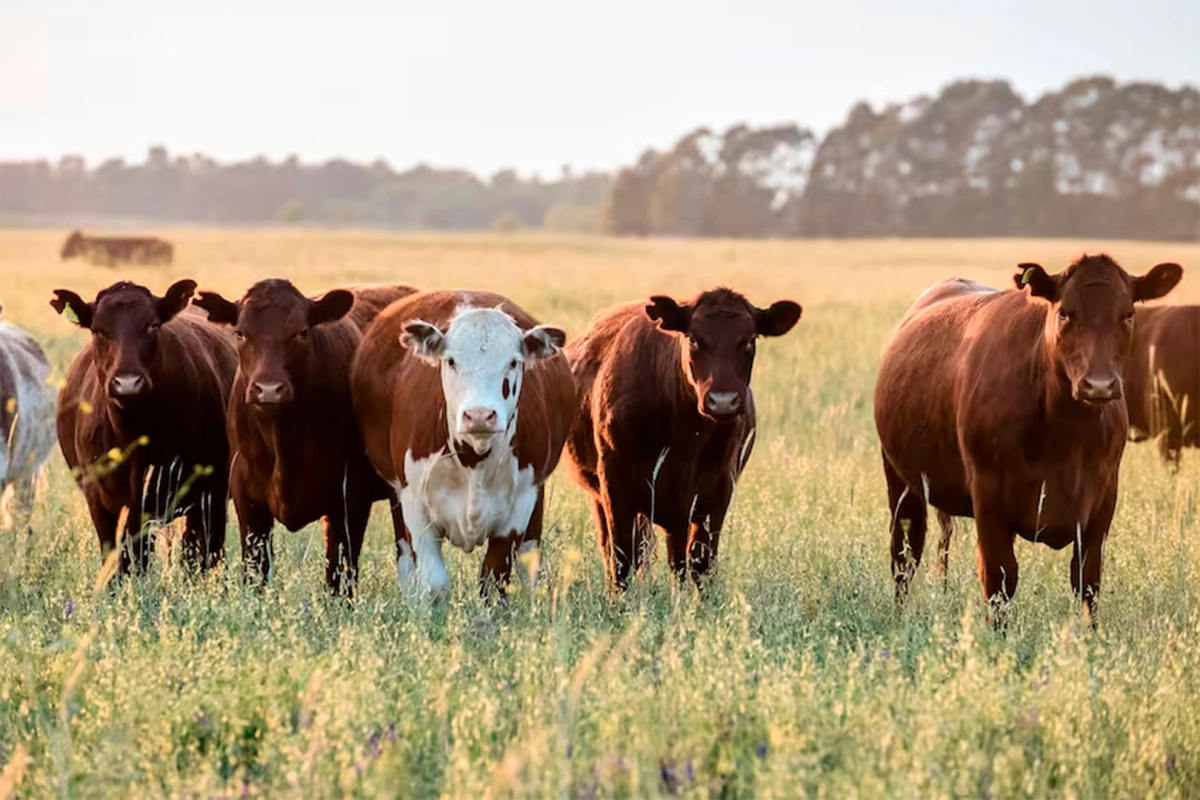 Multimillonaria estafa de las "vacas virtuales" Multimillonaria estafa de las "vacas virtuales"
