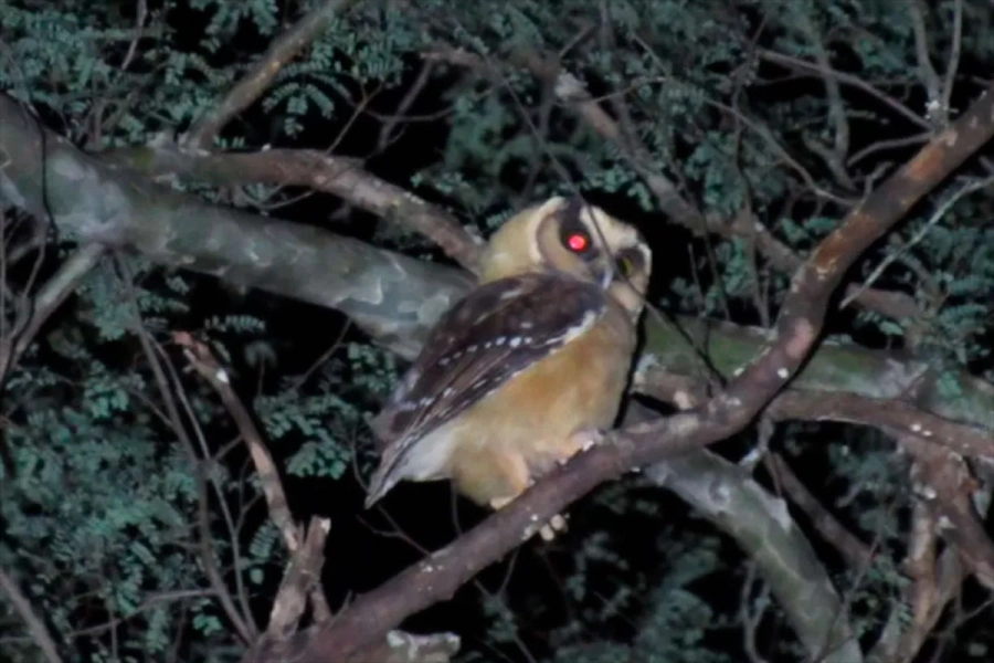 Lechuza Canela fotografiada en Chaco.