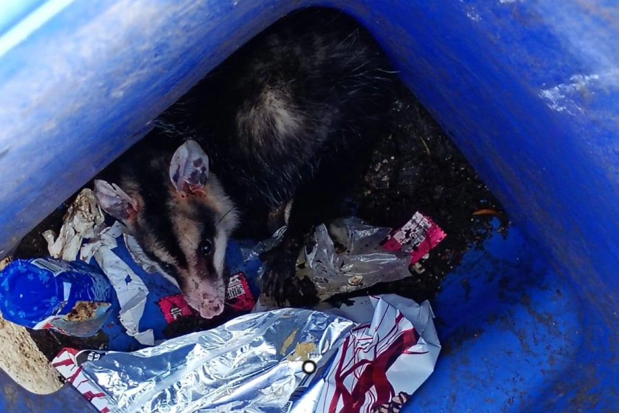 (foto Bomberos Voluntarios de Paran&aacute;)