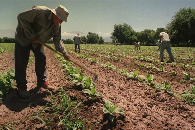 Así quedaron los sueldos rurales tras la homologación del nuevo acuerdo paritario