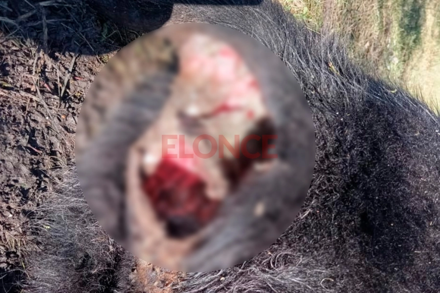 Vaca con extrañas mutilaciones