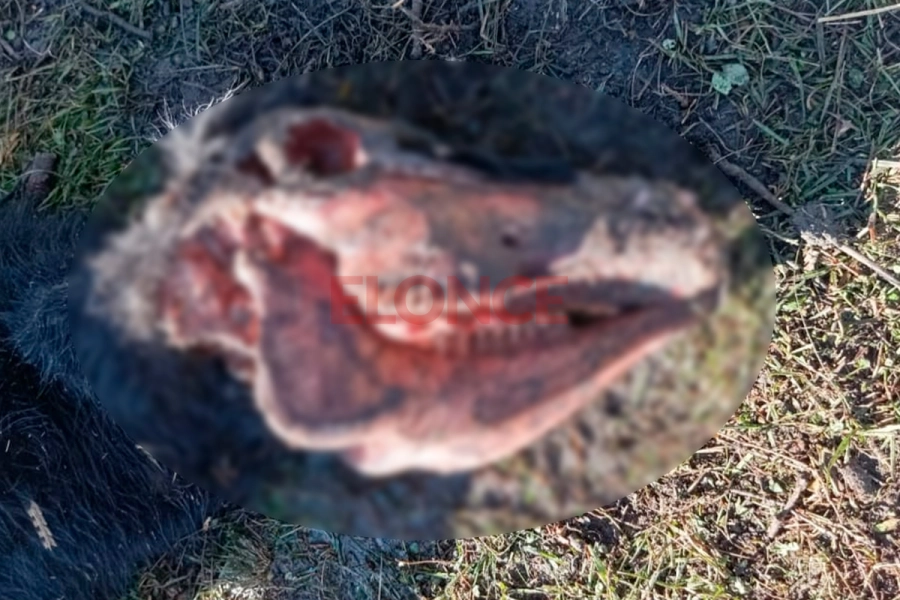 Vaca con extrañas mutilaciones