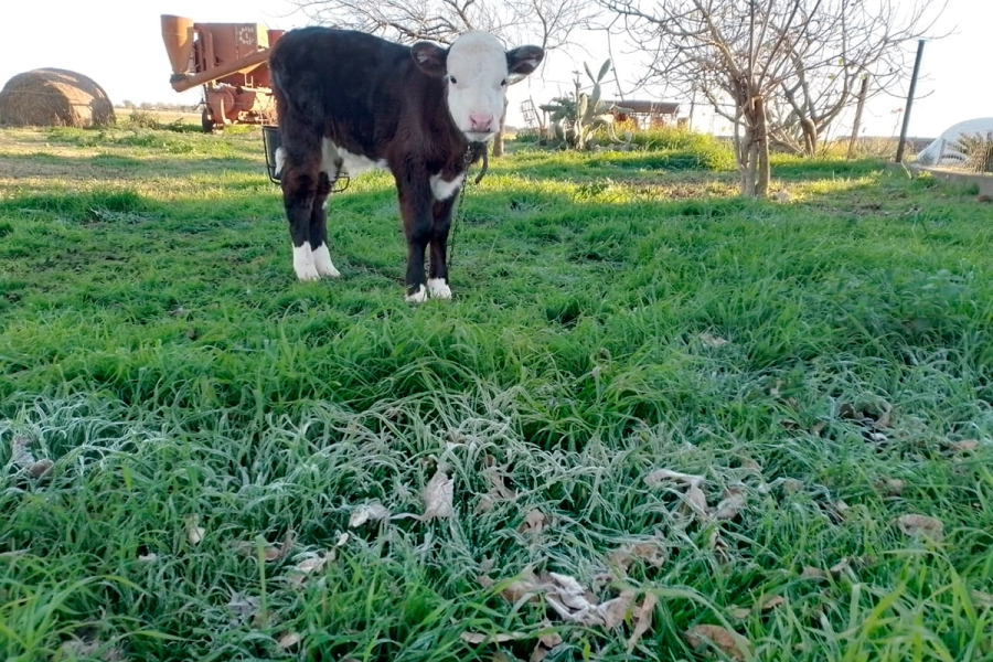 Un ternerito sobre la helada en la zona rural de Viale (foto Elonce)