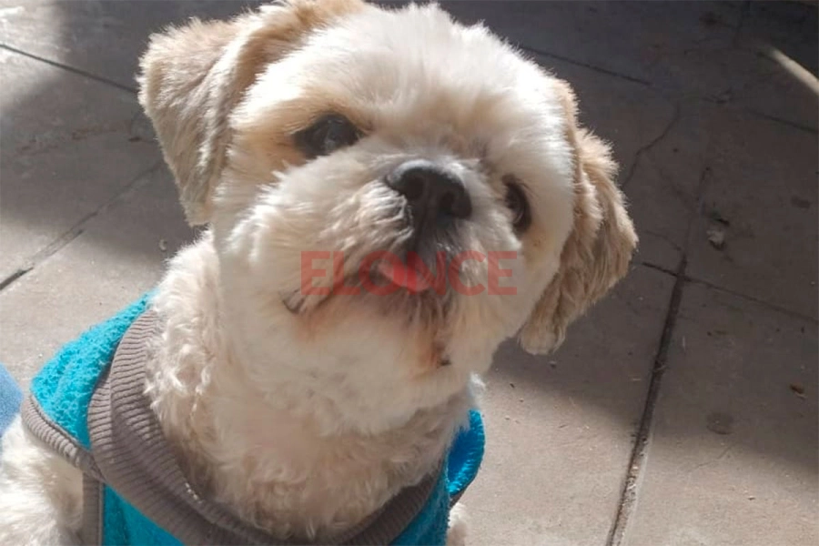 Familia busca a Hiro