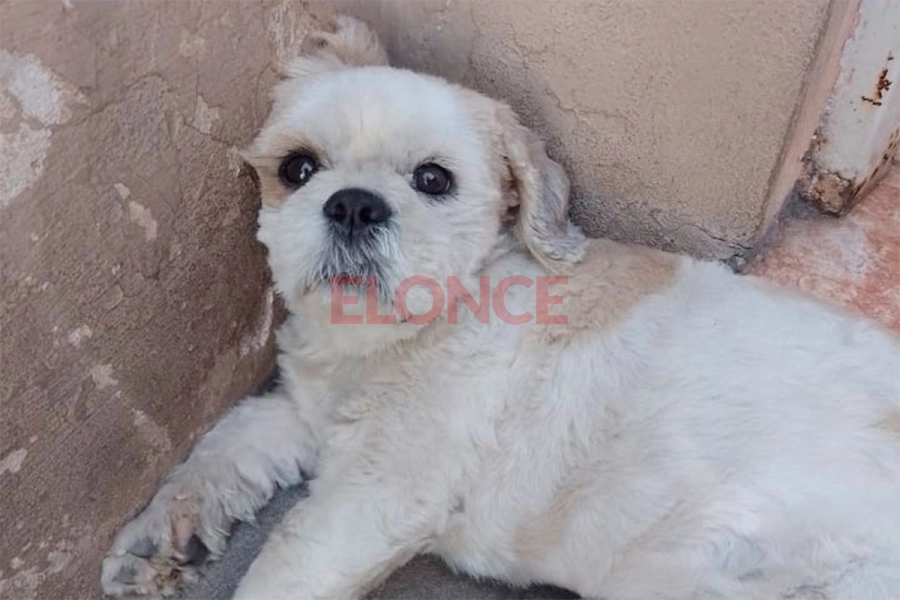 Hiro fue robado el 15 de junio