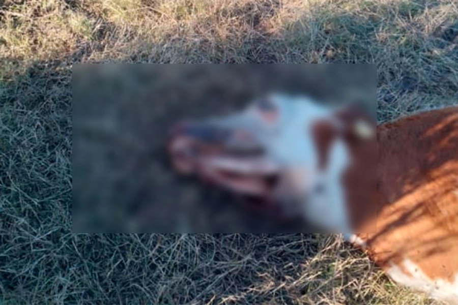 Vacas con extra&ntilde;as mutilaciones