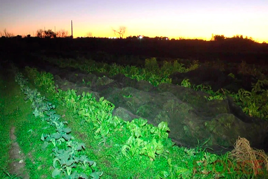 As&iacute; los productores hort&iacute;colas enfrentan heladas en Paran&aacute; (foto Elonce)