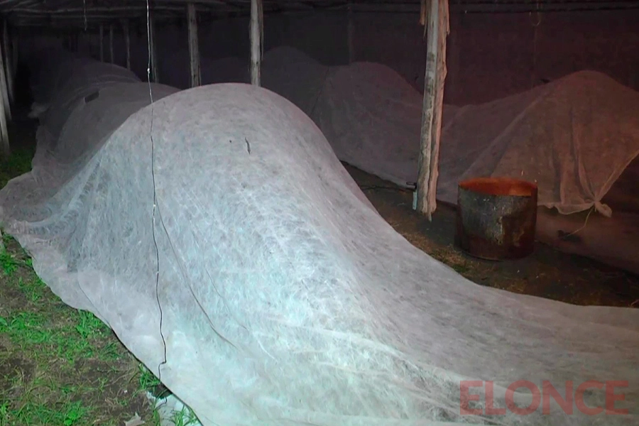 As&iacute; los productores hort&iacute;colas enfrentan heladas en Paran&aacute; (foto Elonce)