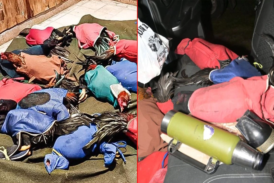 Así llevaban los gallos de riña. Gendarmería Nacional