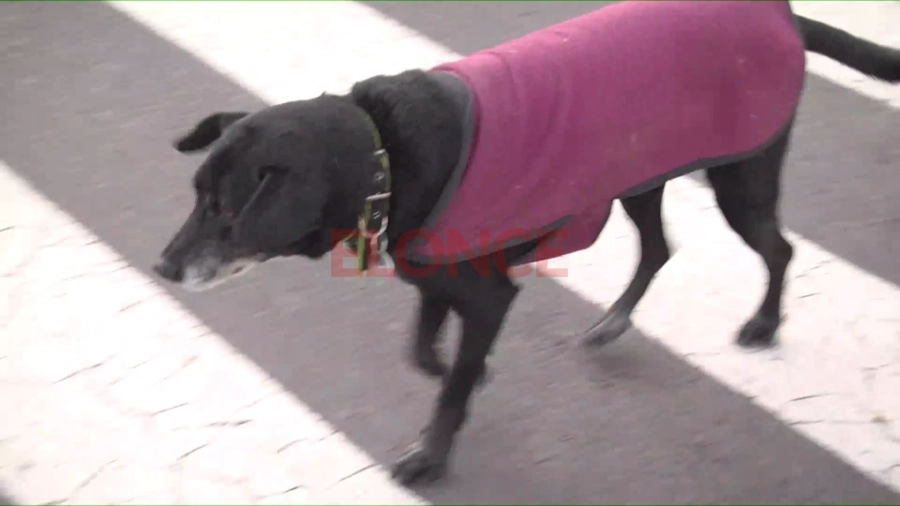 Un perro abrigado contra el fr&iacute;o en Paran&aacute;. Foto: Elonce.