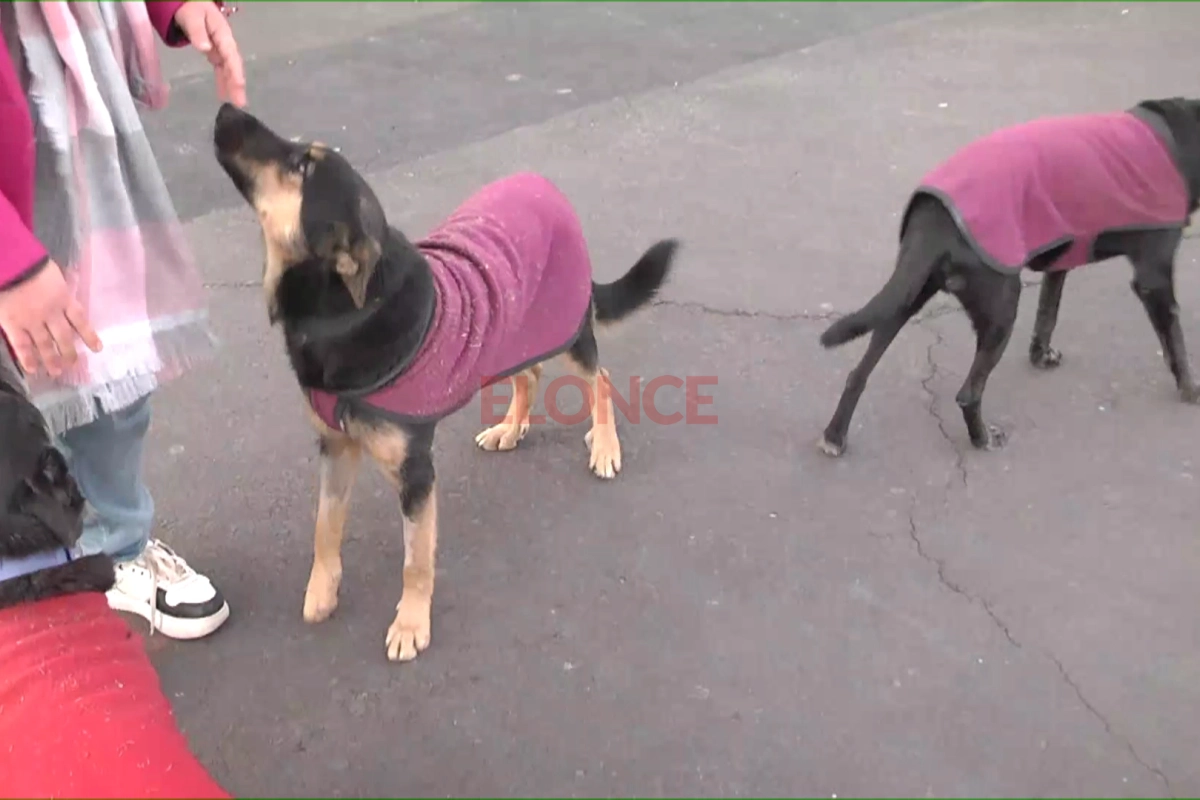 Perros cuidados por proteccionistas.
