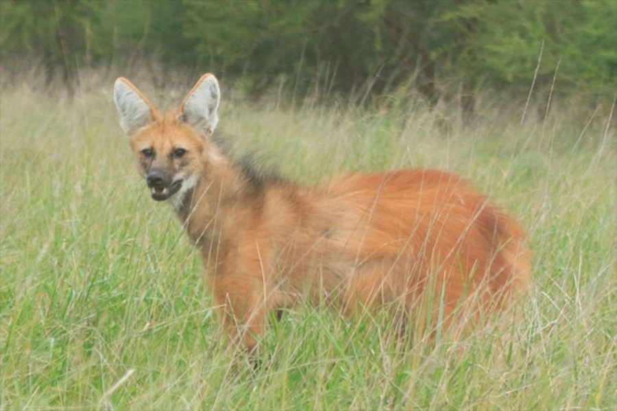 (Foto: Reserva &ldquo;El potrero&rdquo;/ERA Verde)
