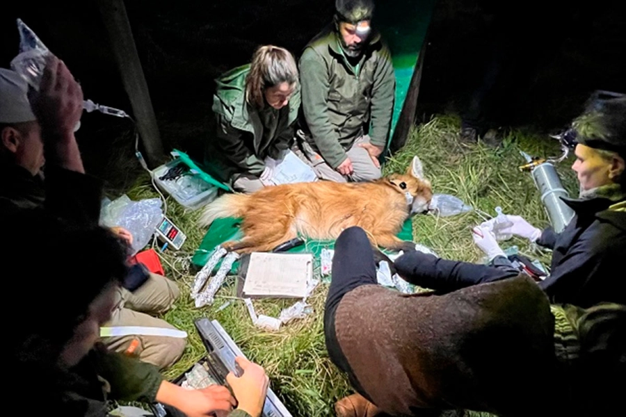 Chamarrita al ser intervenida. (Foto: Reserva &ldquo;El potrero&rdquo;/ERA Verde)