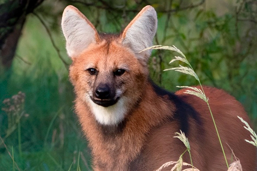 (Foto: Reserva &ldquo;El potrero&rdquo;/ERA Verde)